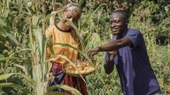 Las soluciones agrícolas que África necesita para garantizar la seguridad alimentaria