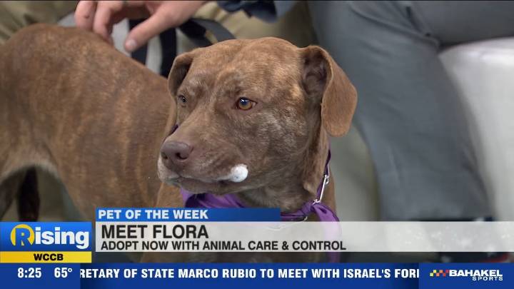 Pet of the Week: Meet Flora!