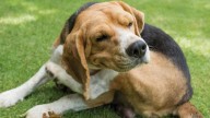 De esta manera puedes saber si tu perrito tiene alergia