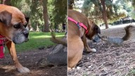 California Dog, Considered 'Unadoptable' For Heartbreaking Reason, Meets Someone Special