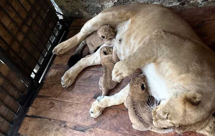 Tres leones nacieron en Zoológico Chorros de Milla de Mérida