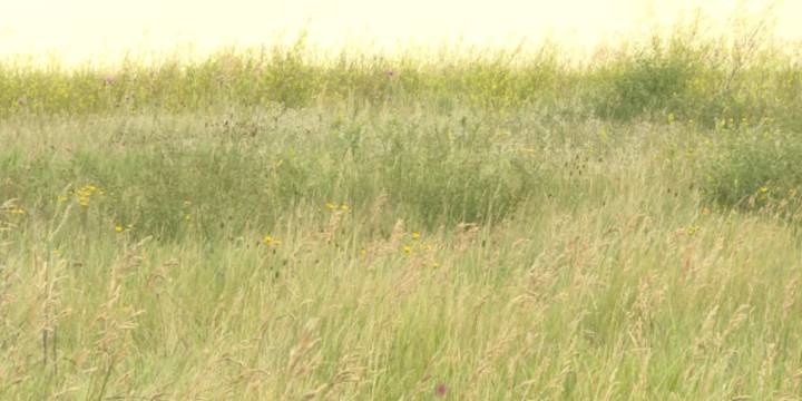 Grassland carbon capture helps fight climate change