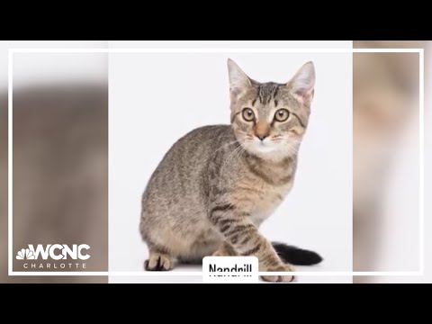 Photographer helps shelter pets get a second shot at life