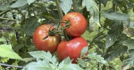 How to tell when your garden veggies are ripe for harvesting
