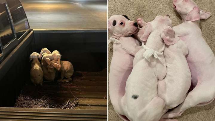 A Georgia Resident Was Going Home When He Spotted Four Malnourished Puppies Abandoned In His Truck