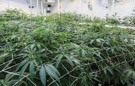 Cannabis Commission opens Social Equity applicant certification portal
