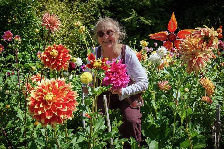 Dahlias flourish on Whidbey, adding late
