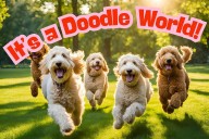 What Makes Doodles Like Labradoodles So Popular Today?