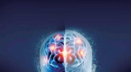 Grasa y azúcar, detrás del daño cerebral; afectan la memoria aprendizaje y emociones