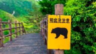 Hallaron muerto a un hombre en Japón: pensaron que lo mató un oso, pero la investigación giró inesperadamente