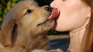 Tu perro no te chupa porque te quiera, la razón te va a dejar sin palabras: lo dice una experta