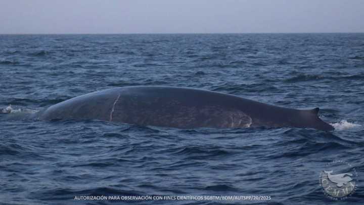 Las ballenas azules se unen a las orcas frente a las costas de las Rías Baixas