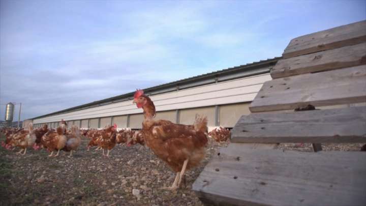El mayor productor de huevos de España proyecta una macrogranja de gallinas camperas en Ribera del Fresno More
