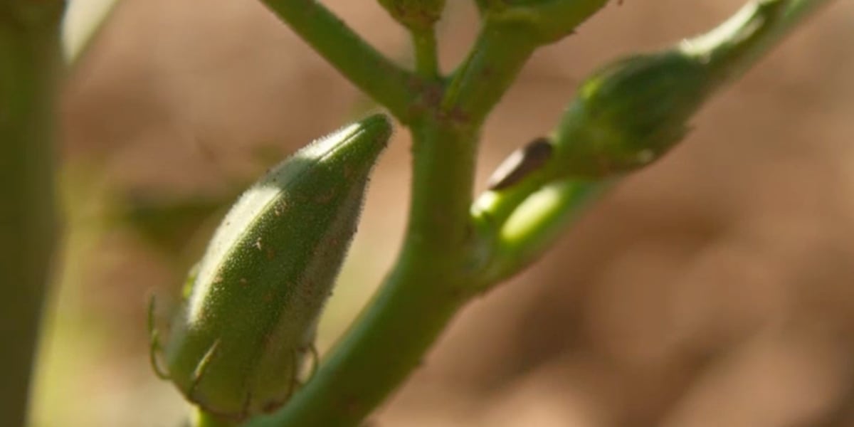 Garden Spot: Checking on the Okra