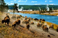 "He Got What He Deserved": Yellowstone Visitors Enjoy Satisfying Moment Tourist Is Handcuffed For Bison Incident