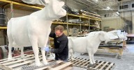 Iconic Kopp's Cows out to pasture temporarily