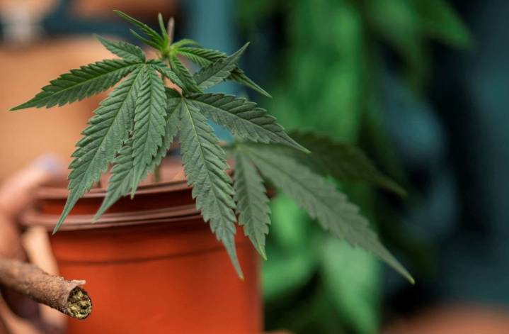 Will Trump change federal marijuana policy? Here's what to know