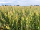 In niche wheat futures market, rebooted legacy contract fends off new offering from giant rival