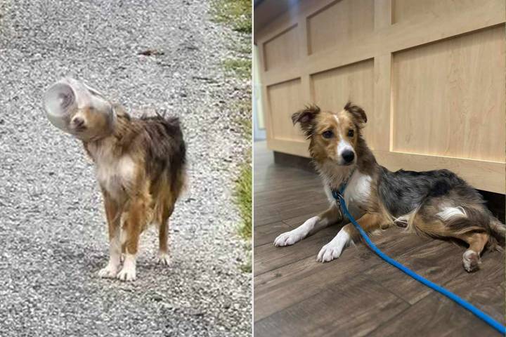 Stray Dog Stuck with Cheese Ball Bucket on Her Head Named ‘Dallas Cheddar’