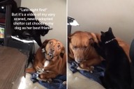 Woman Films Moment She Knew Rescue Cat and Family Dog Would Be Best Friends