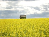 China's 76% tariff on Canadian canola sows uncertainty as a 'beautiful crop' nears harvest