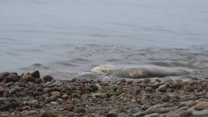 What's behind the dead fish in Lake Erie?
