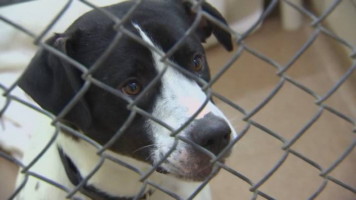 Minneapolis hosts free pet adoption events through September