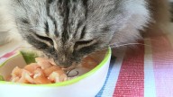 Can Cats Eat Raw Chicken? Yes, but They Need More Than That