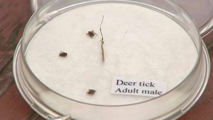 Doctors warn of ticks as baby remains hospitalized with apparent Powassan case
