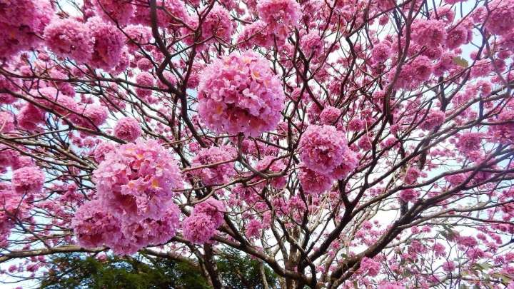 La joya de la primavera: el árbol con flores rosas y bajo mantenimiento, perfecto para tu vereda