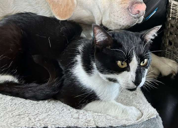 Feline on ferry: Cat goes missing during BC Ferries sailing
