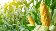 9 Plants To Avoid Growing Next To Corn At All Costs