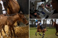 First ever gene-edited horses will impact the polo world
