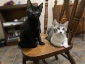 OCHS adoptable pet: Mikey & Hennessy are brothers and pals