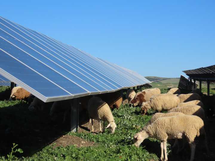 Alya y Alamak, las primeras plantas solares de BNZ en España, reciben un regalo verde en su primer cumpleaños