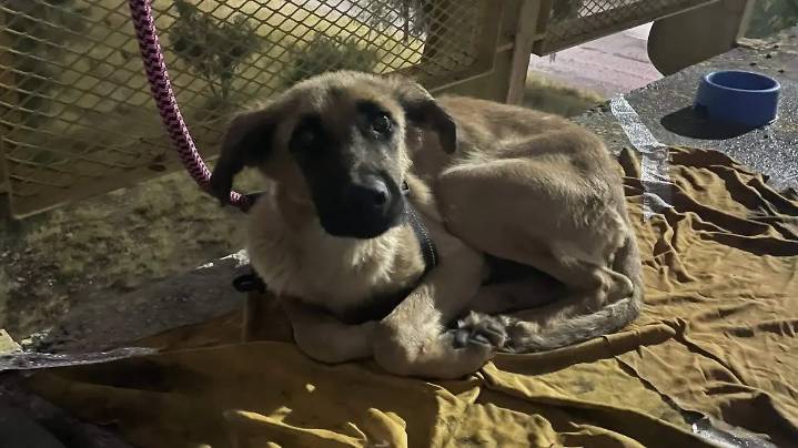 Cachorro fue abandonado en un puente peatonal de la 57 con una nota: “busco hogar”