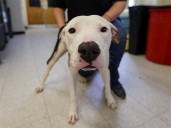 Ask the Vet: Don't ignore lingering limping