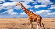 How many giraffe species are in Africa? New scientific analysis quadruples the count