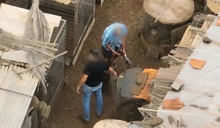 Cinco investigados por cortar crestas a 28 gallos en Tenerife