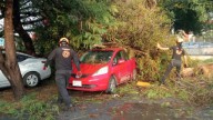 Tras lluvia, árbol cae sobre autos en Monterrey