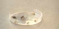 Case of West Nile reported in Louisville resident