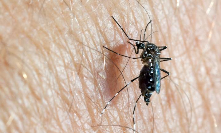 ¿Cómo diferenciar el dengue, zika y chikungunya? 