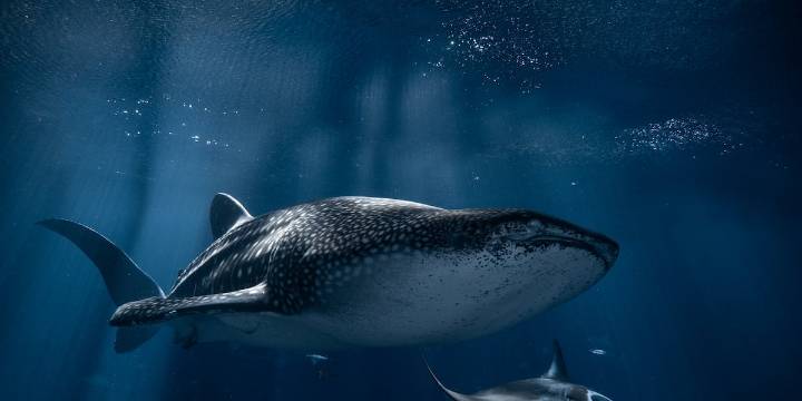 Whale shark at Georgia Aquarium dies after staff notices change in appetite, behavior