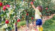 The best pick-your-own fruit farms 1 hour from London crumble