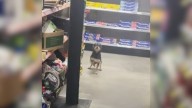 Florida Man Encounters A Playful Stray At A Store And Everything Changes For Both Of Them