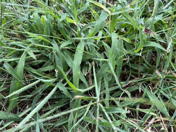 Crabgrass can be hard to deal with once established