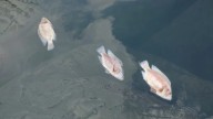 Large Number Of Dead Fish Reported Floating In Ohio River