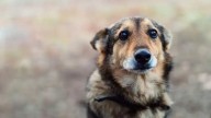Crueldad extrema ha generado indignación y dolor en la comunidad, abuso sexual y asesinato de una perrita embarazada
