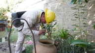 Detectan moscos del dengue en 53 municipios de Oaxaca