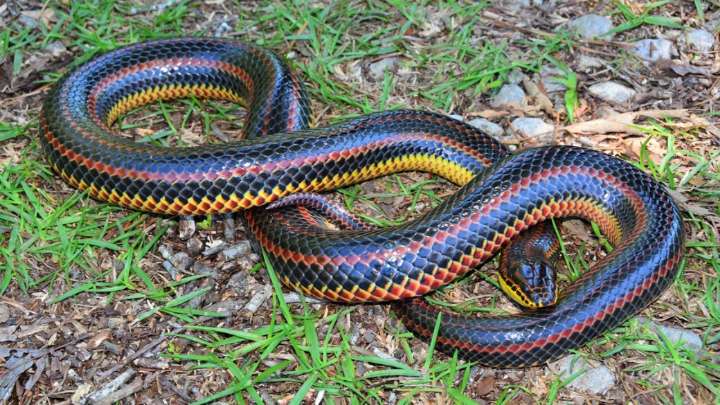 Biólogos buscan rara serpiente arcoíris que se creía extinta; piden reportar avistamientos